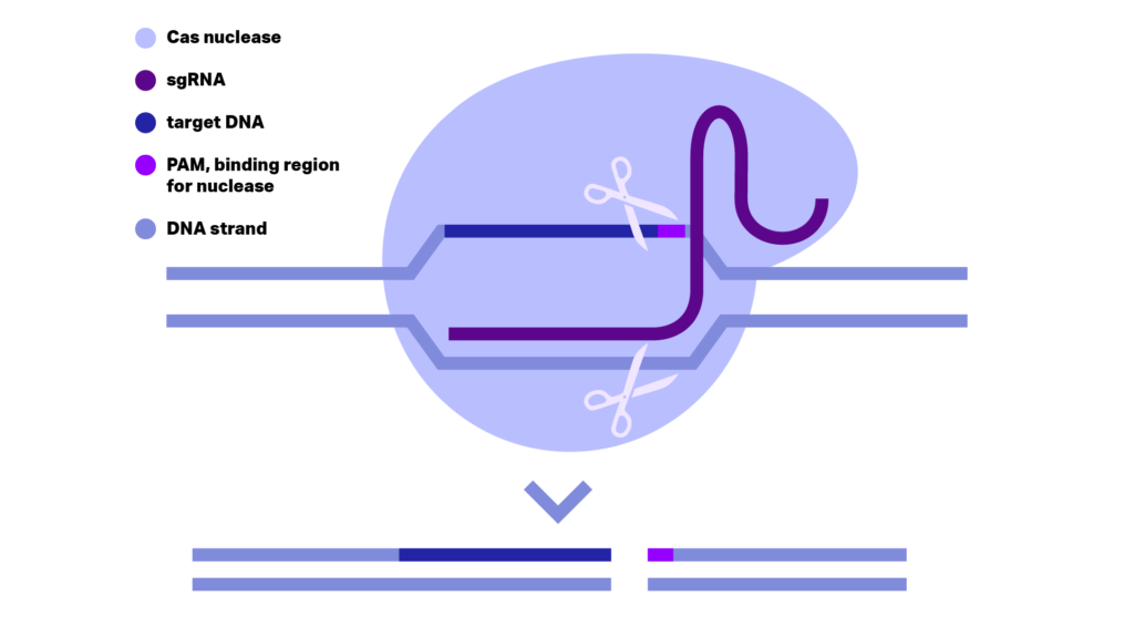 CRISPR-Cas9 Illustration. Kilobaser benchtop DNA synthesizer machine for in-house DNA synthesis
